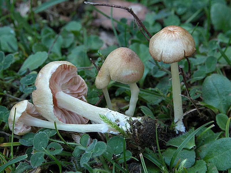 I Miei Funghi 2